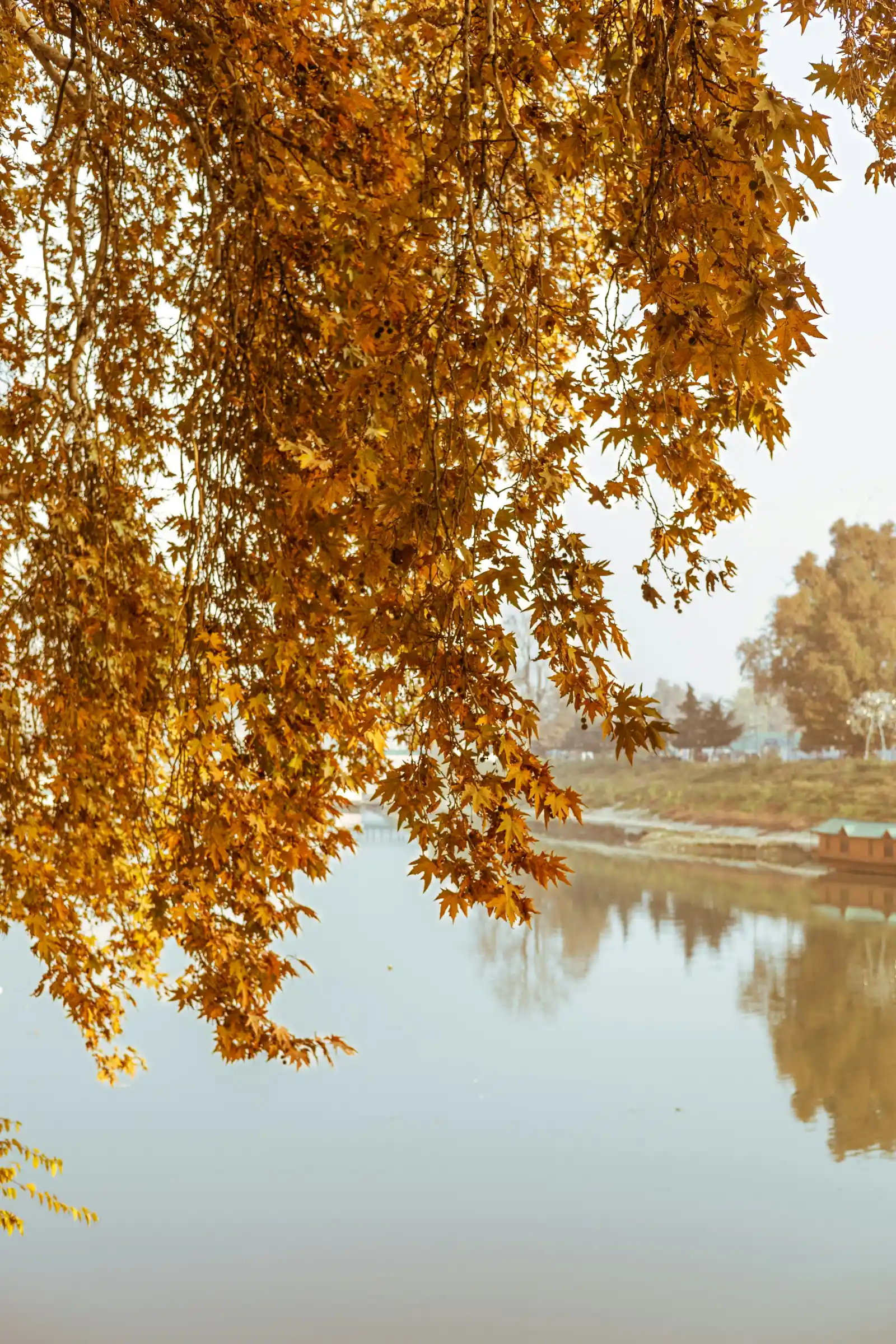 Branches of golden autumn leaves hanging over a still lake reflecting the trees