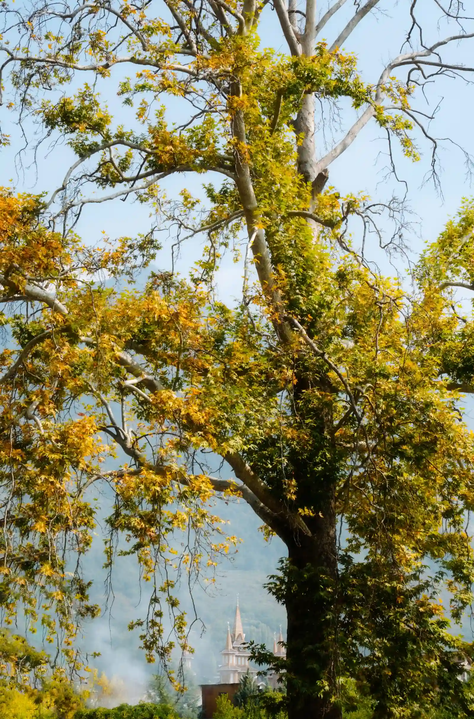 A tall tree with leaves turning from green to yellow against a hazy mountain range