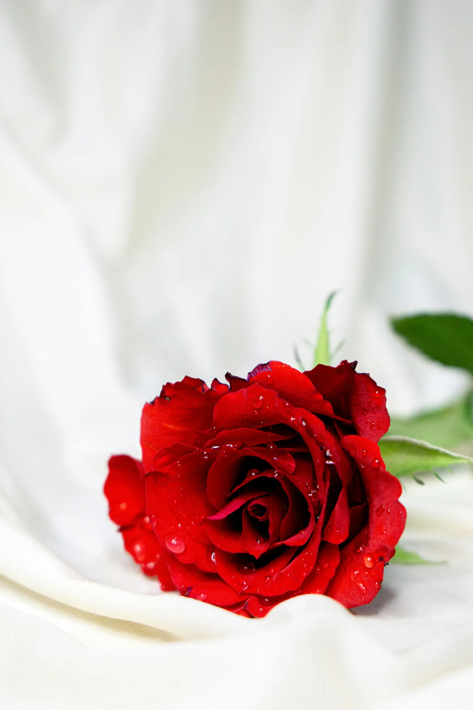 A single red rose with water droplets resting on folds of soft white fabric